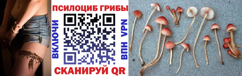 Купить закладки  Красноармейск  Псилоцибиновые грибы прущие грибы 